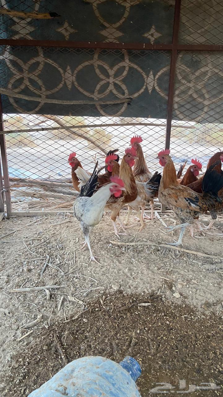 ديوك للبيع العدد 3064310556766209110