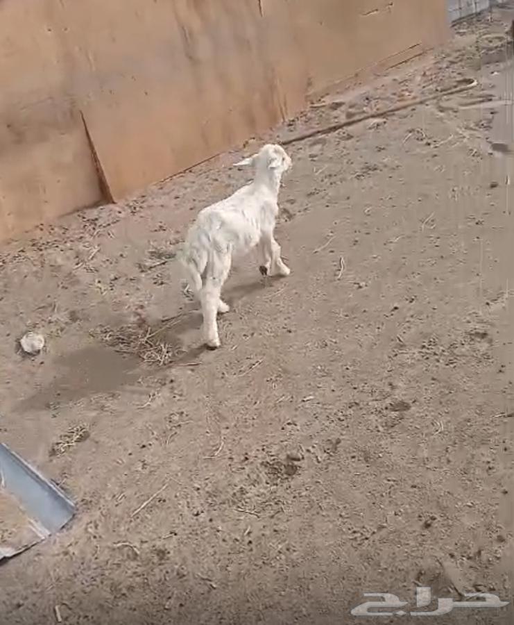 اثنين دواغير الحد500لراس الواحد64311520737025113