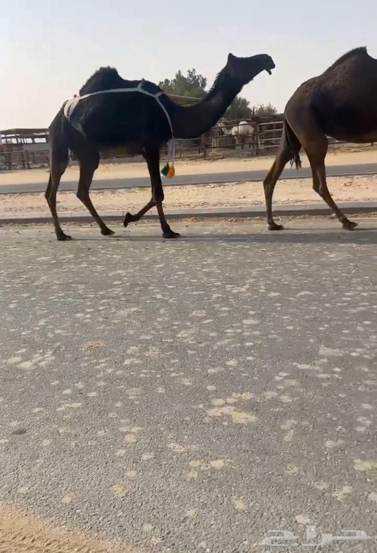 Camel64305176061315110