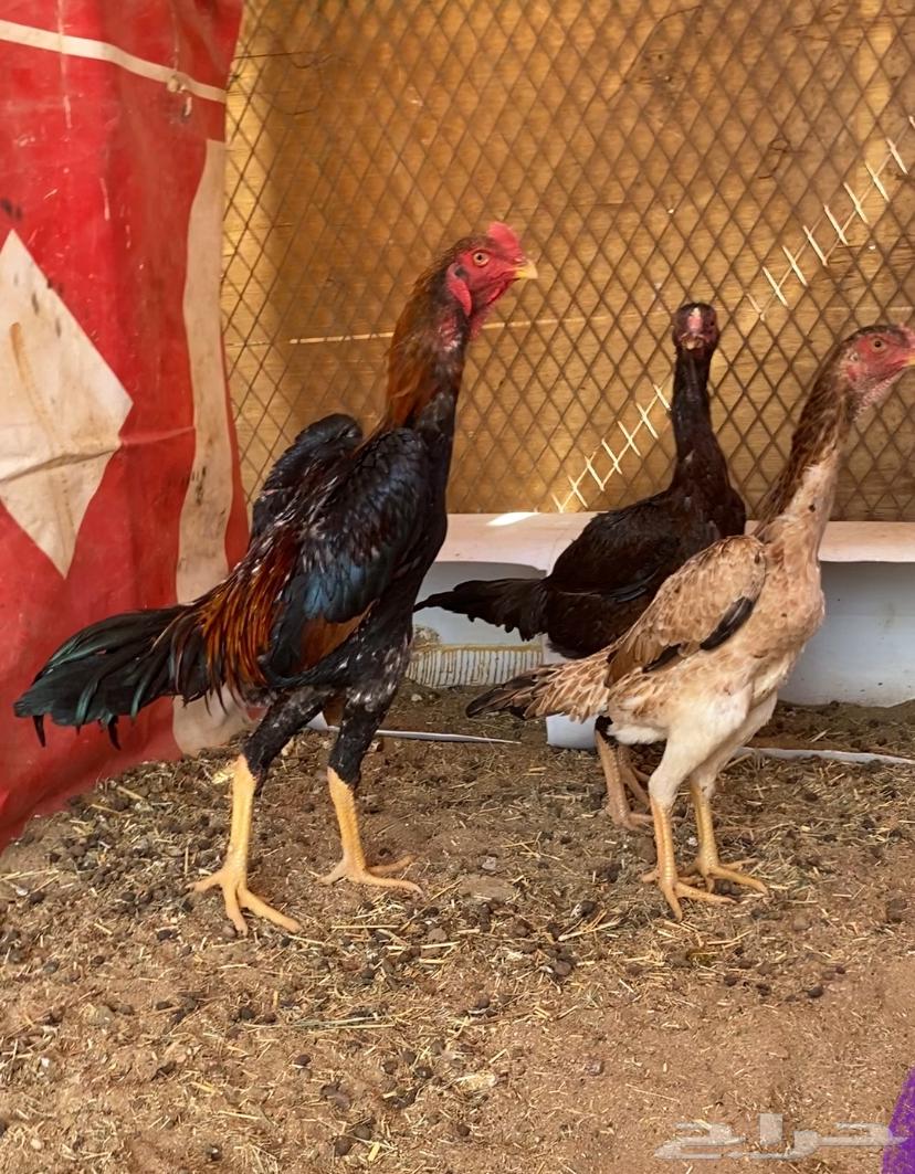 دجاج شامو يباني64306421346561110