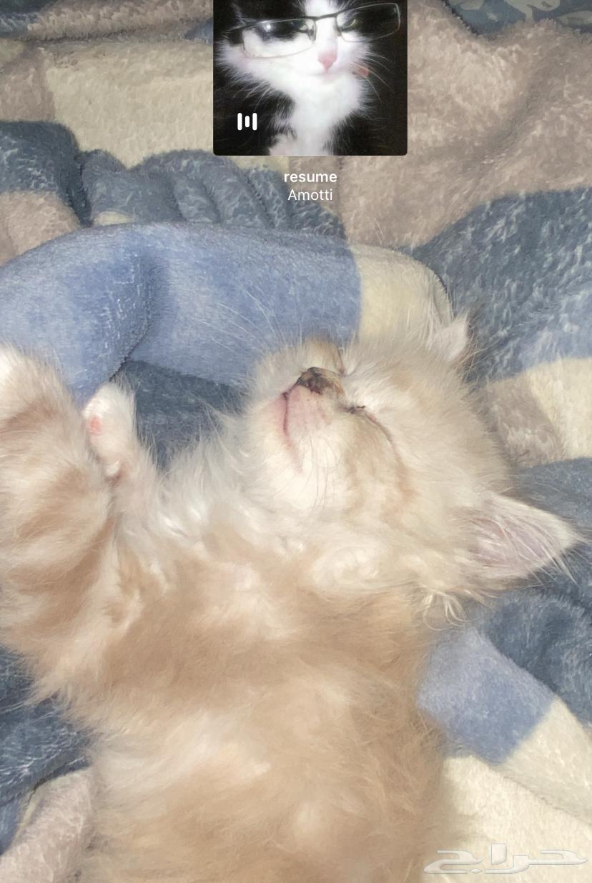 بسه للبيع64304657005313110