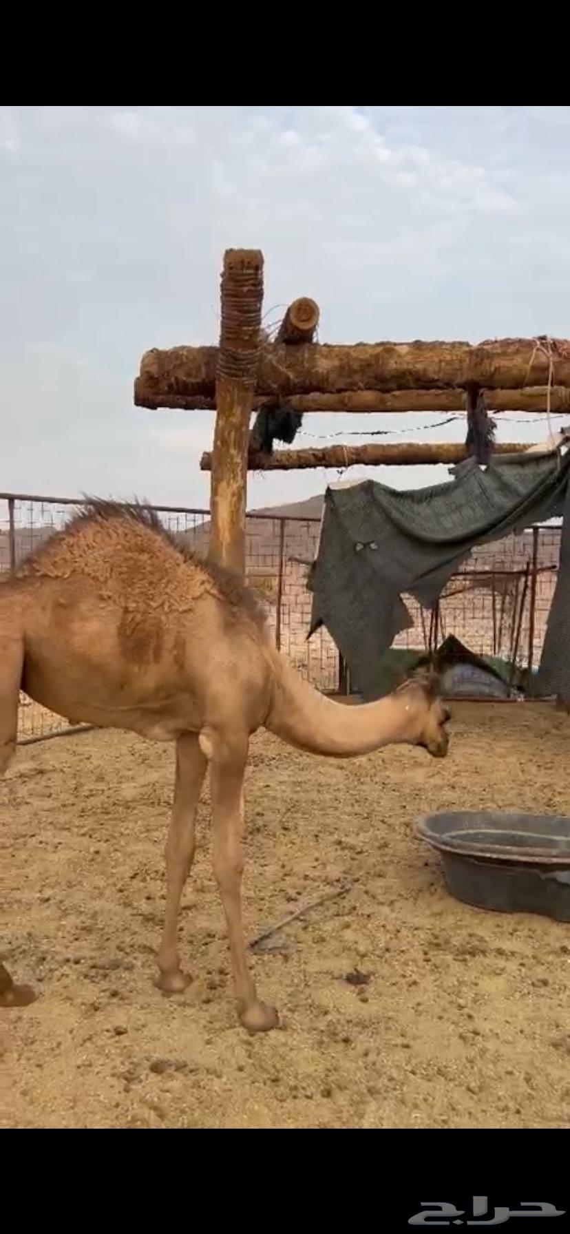 بكره للبيع عمرها 5 شهور64308327699458111