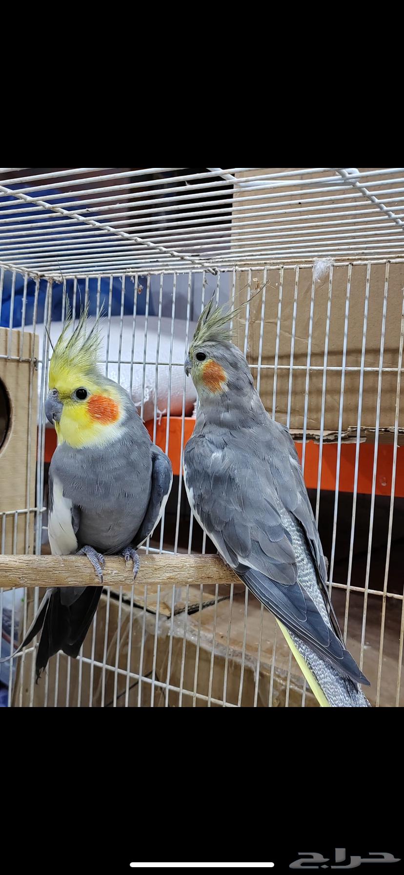 للبيع جوز كوكتيل الماني منتج64306475610626112