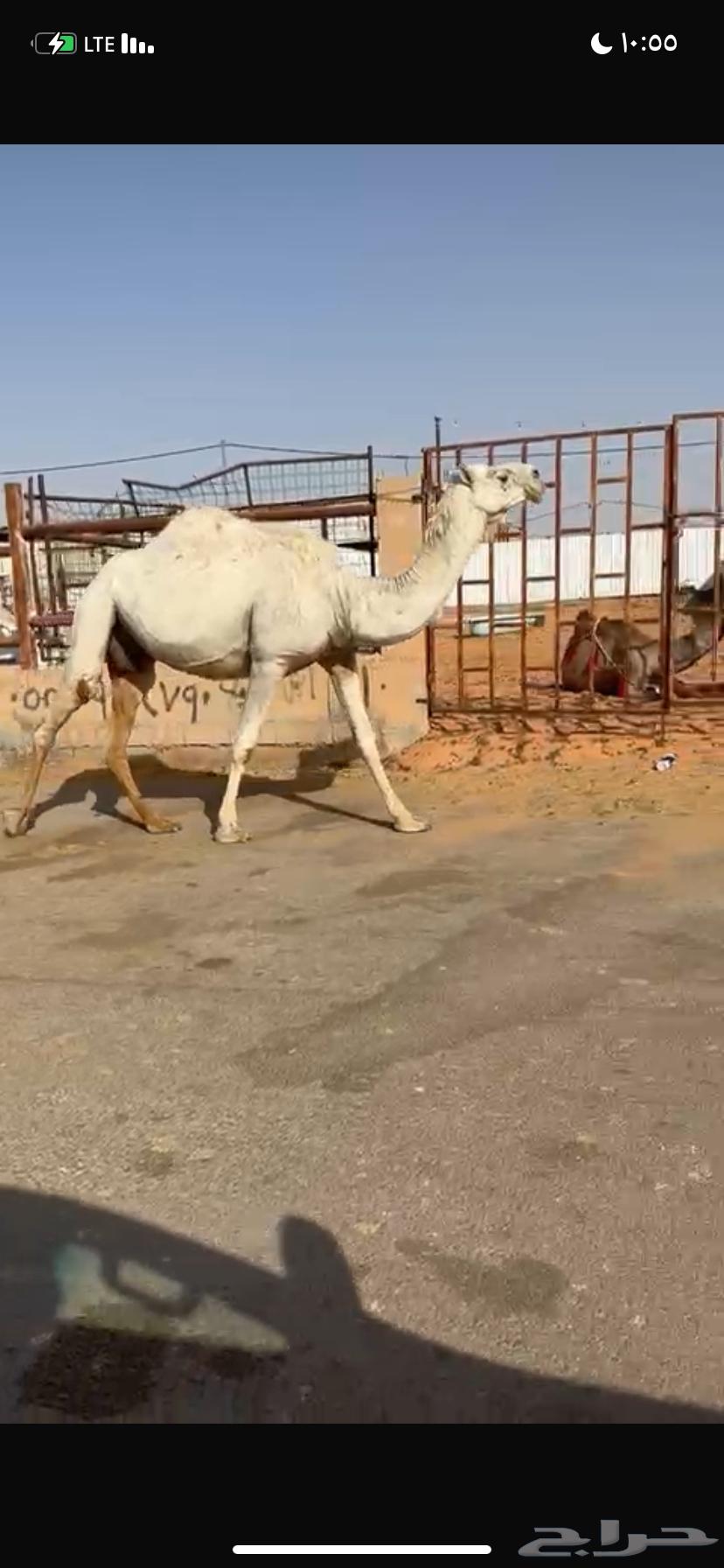 للبيع القحه الوضحه64312267600641112