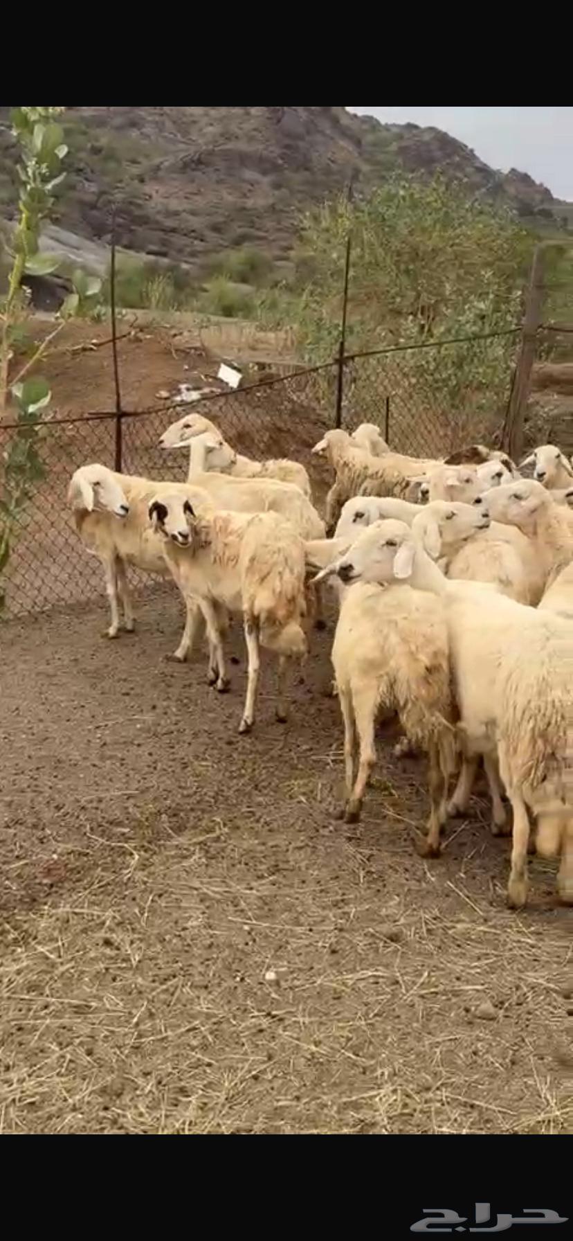 ((( تم البيع))) 42 ضان تحتها 564311745574529112