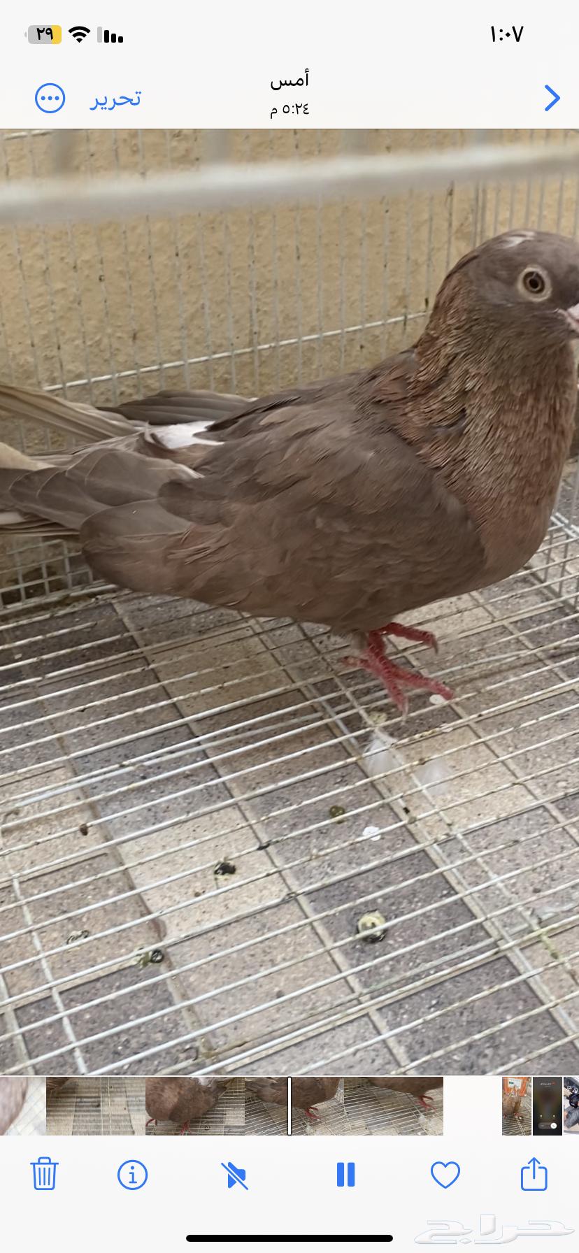 انثه صواف مصري حد 5064302160213633112