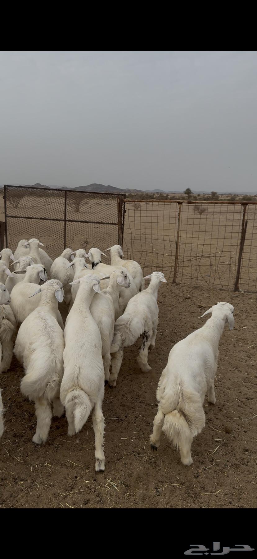 طليان للبيع شعره واطراف رقم واحد64311937696770112