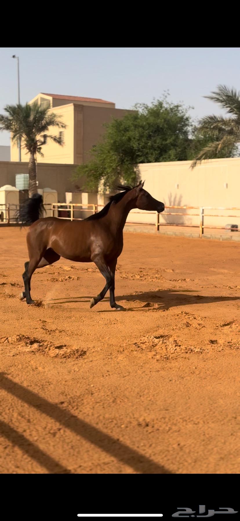 فرس واهو فاخره64303693043202111