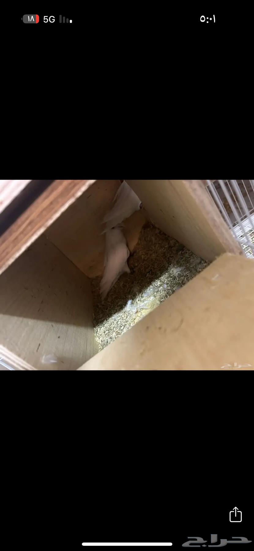 كروان وروز للبيع64292977244419112