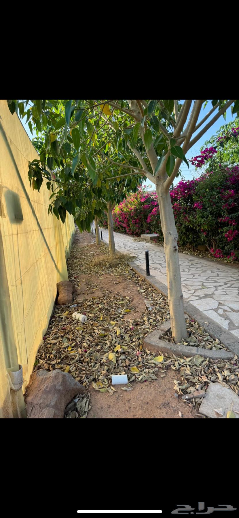 Ficus trees64304310831873113