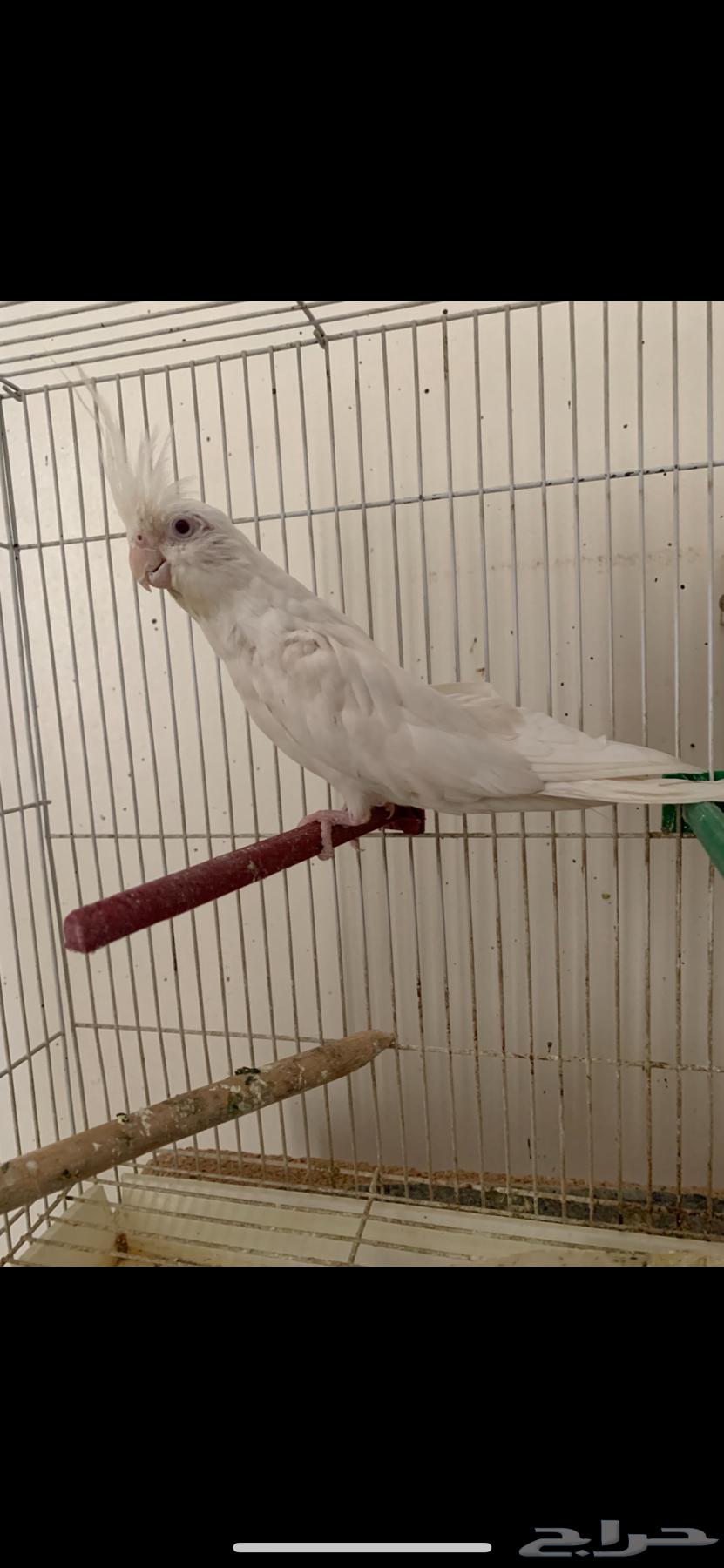 Albino peacocks for sale with chick and eggs under them currently64304039249154111