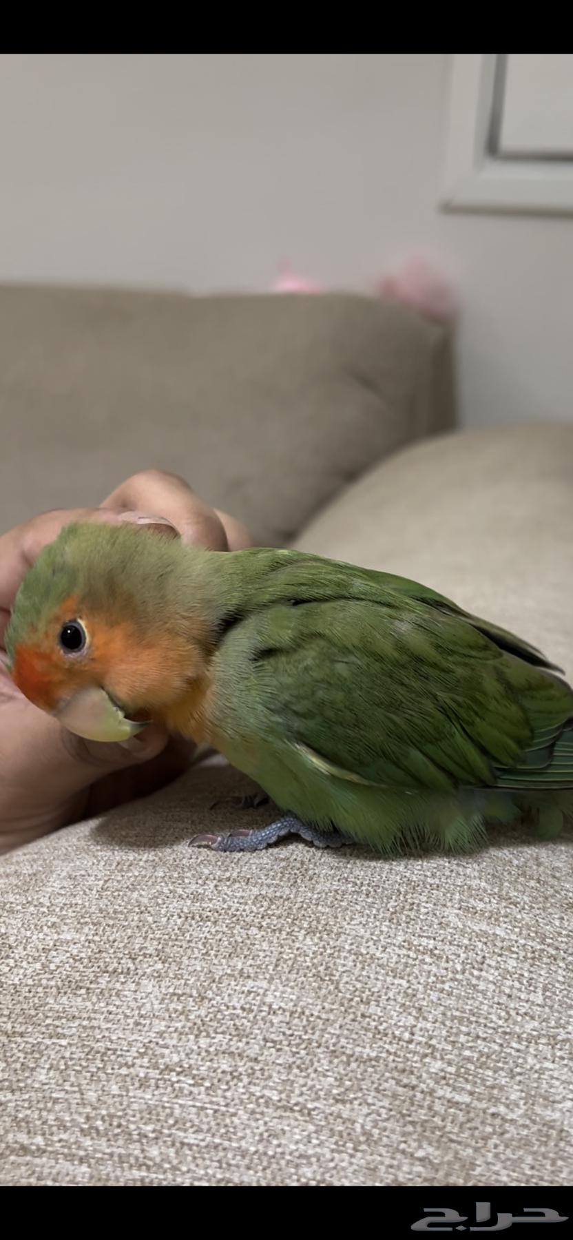 Tayr Roz64312867433602111