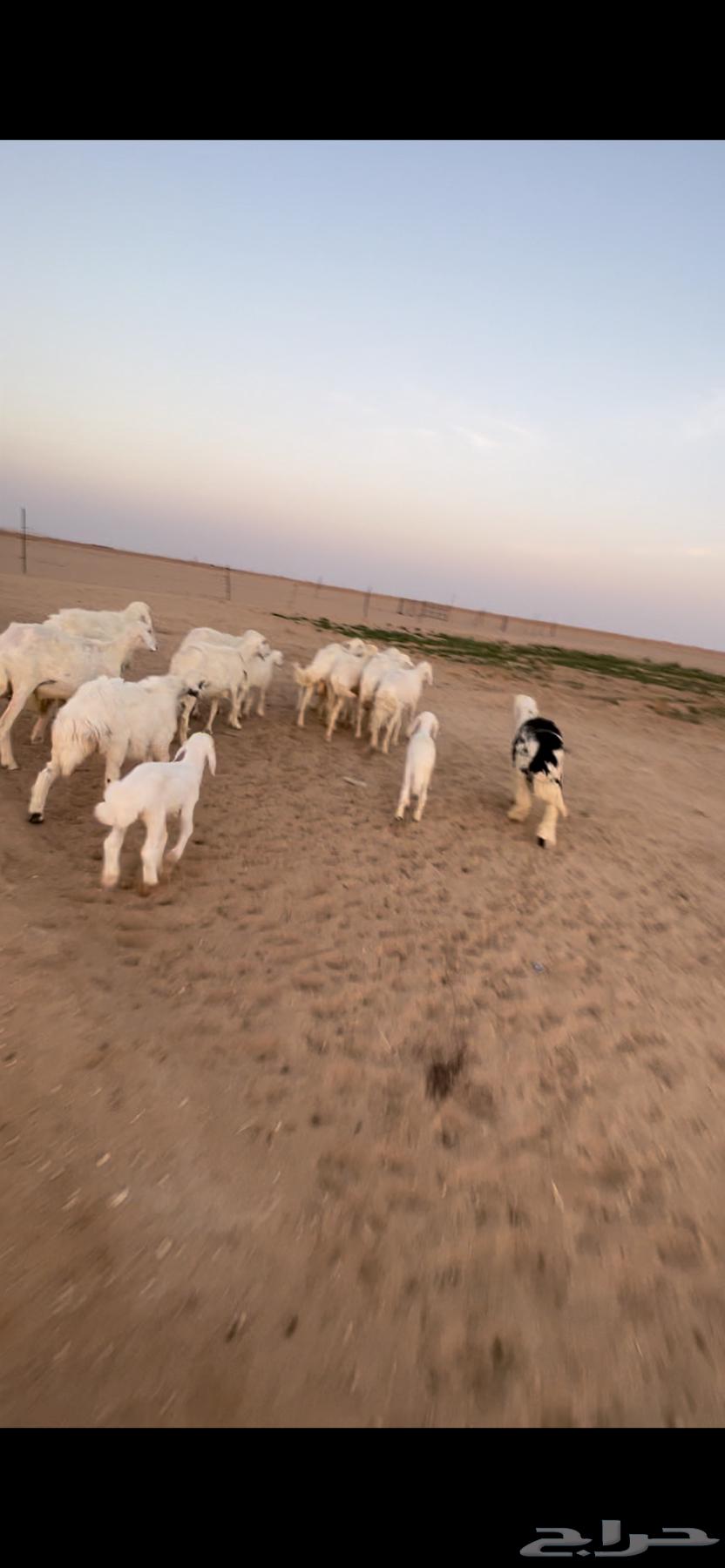 Sheep with their lambs, including young rams, 2 adult rams, final price64311922806273112