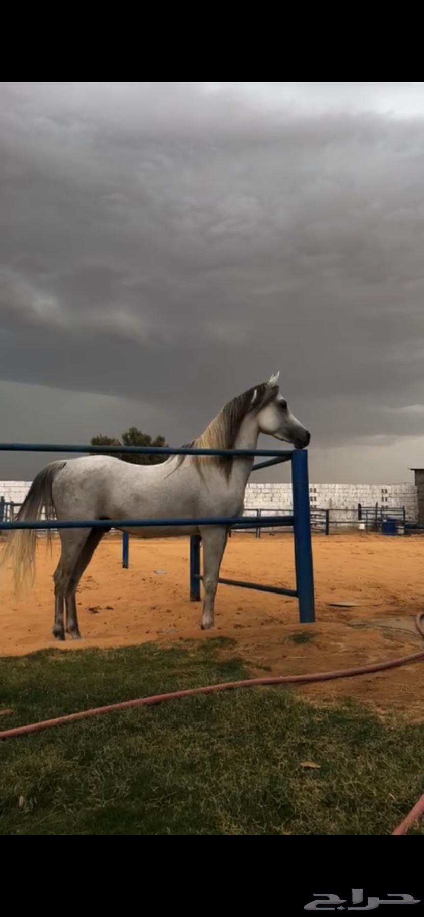 Your horse is weak, we have the solution – Al-Haimat Stable for fattening and care64443923473665110