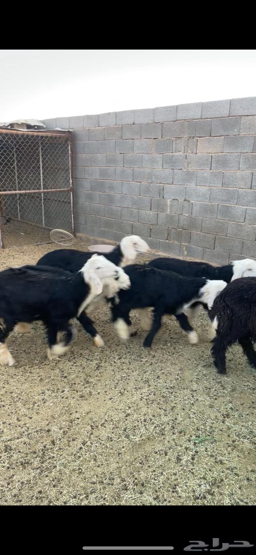 Sheep for sale, quantity 764304125561602110