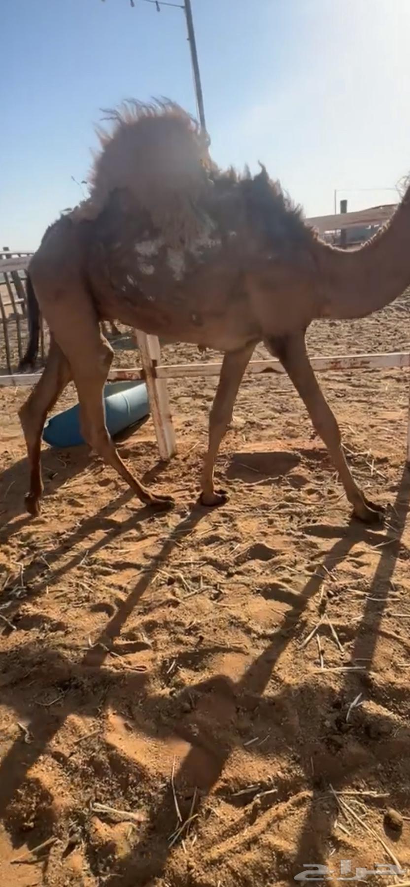 للبيع قعود عمرها 7 شهور فل شحم64307999979139111