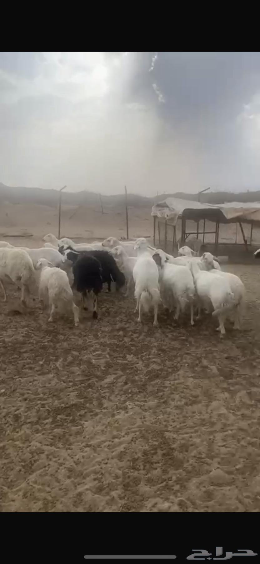 للبيع حريات 70 بفحلها الفحل صنف دفيع مقاريب64311385220097110