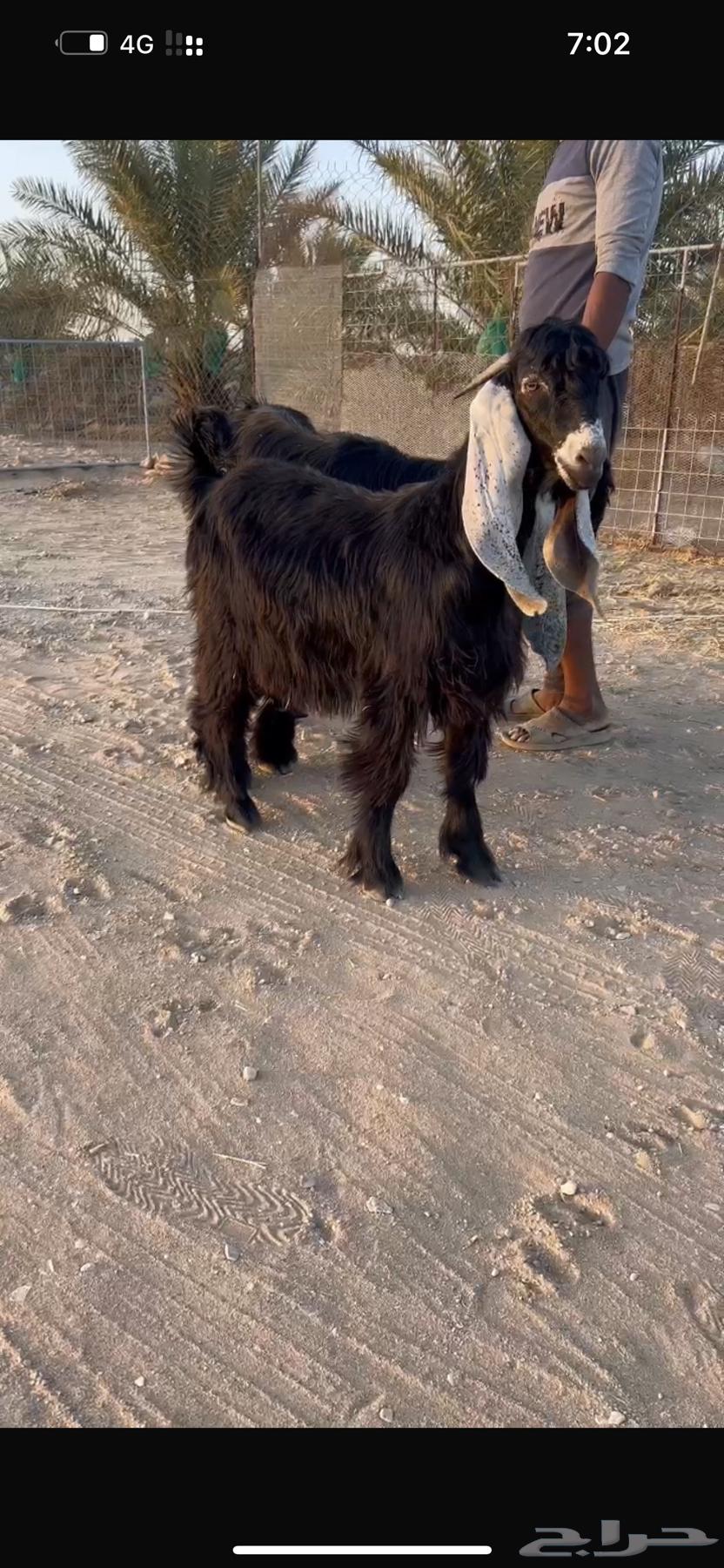 تيس عارضي خصم للبيع64225360934273110