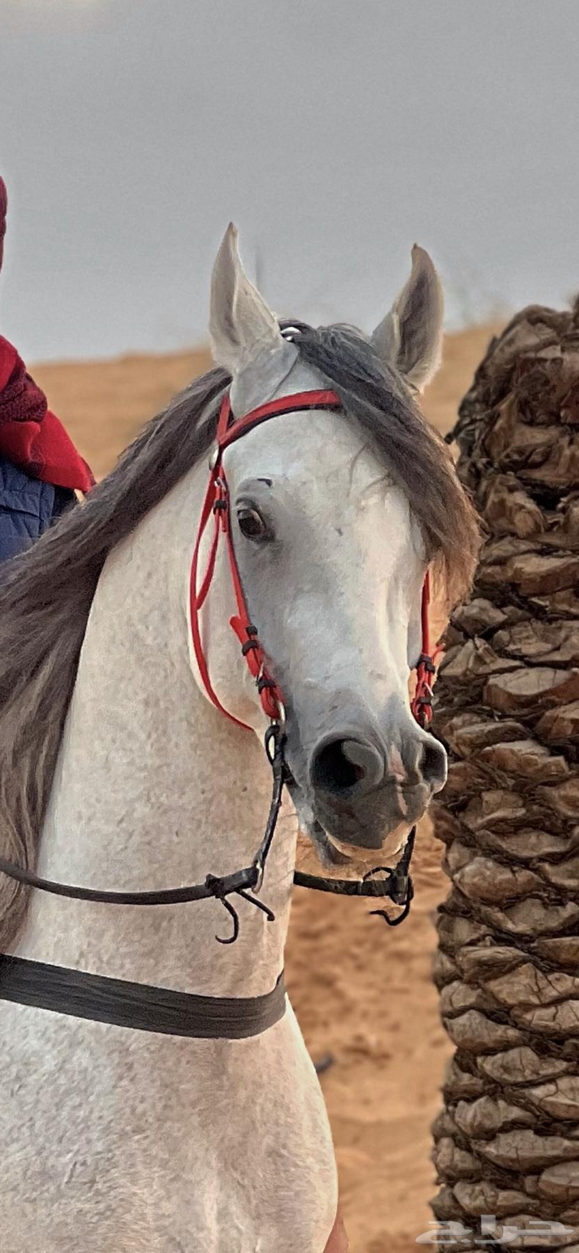 Your horse is weak, we have the solution – Al-Haimat Stable for fattening and care64443923473665112