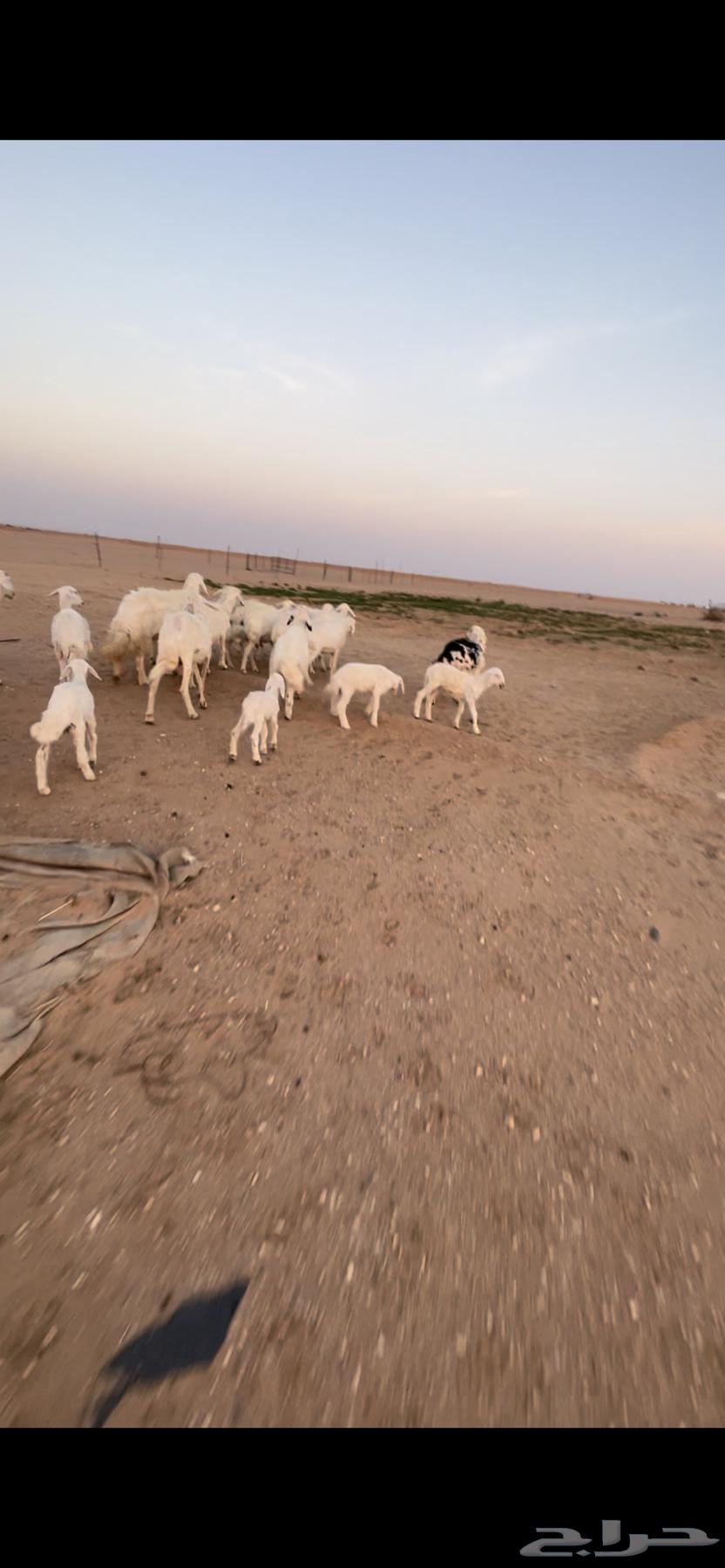 Sheep with their lambs, including young rams, 2 adult rams, final price64311922806273111
