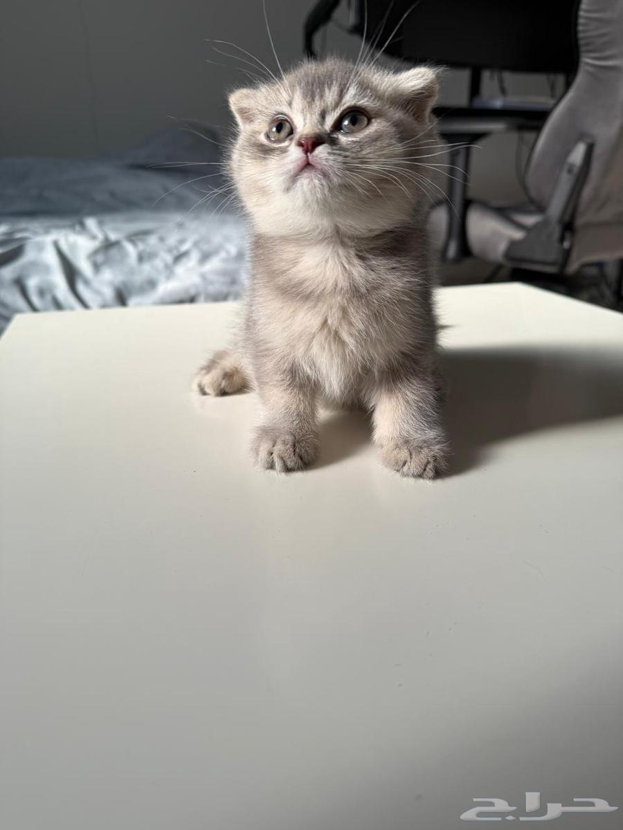 قطط كيتين للبيع64310135886721113