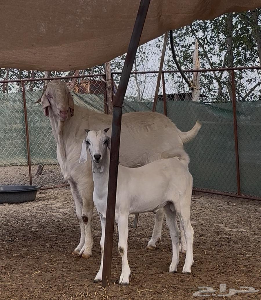 تيس بنجابي64308713152515113