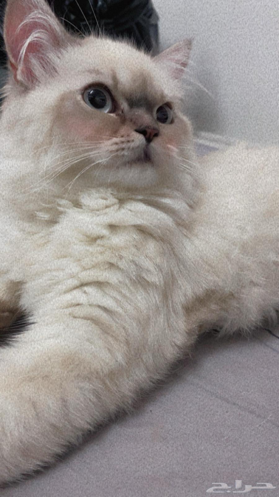 للبيع64313638635394110