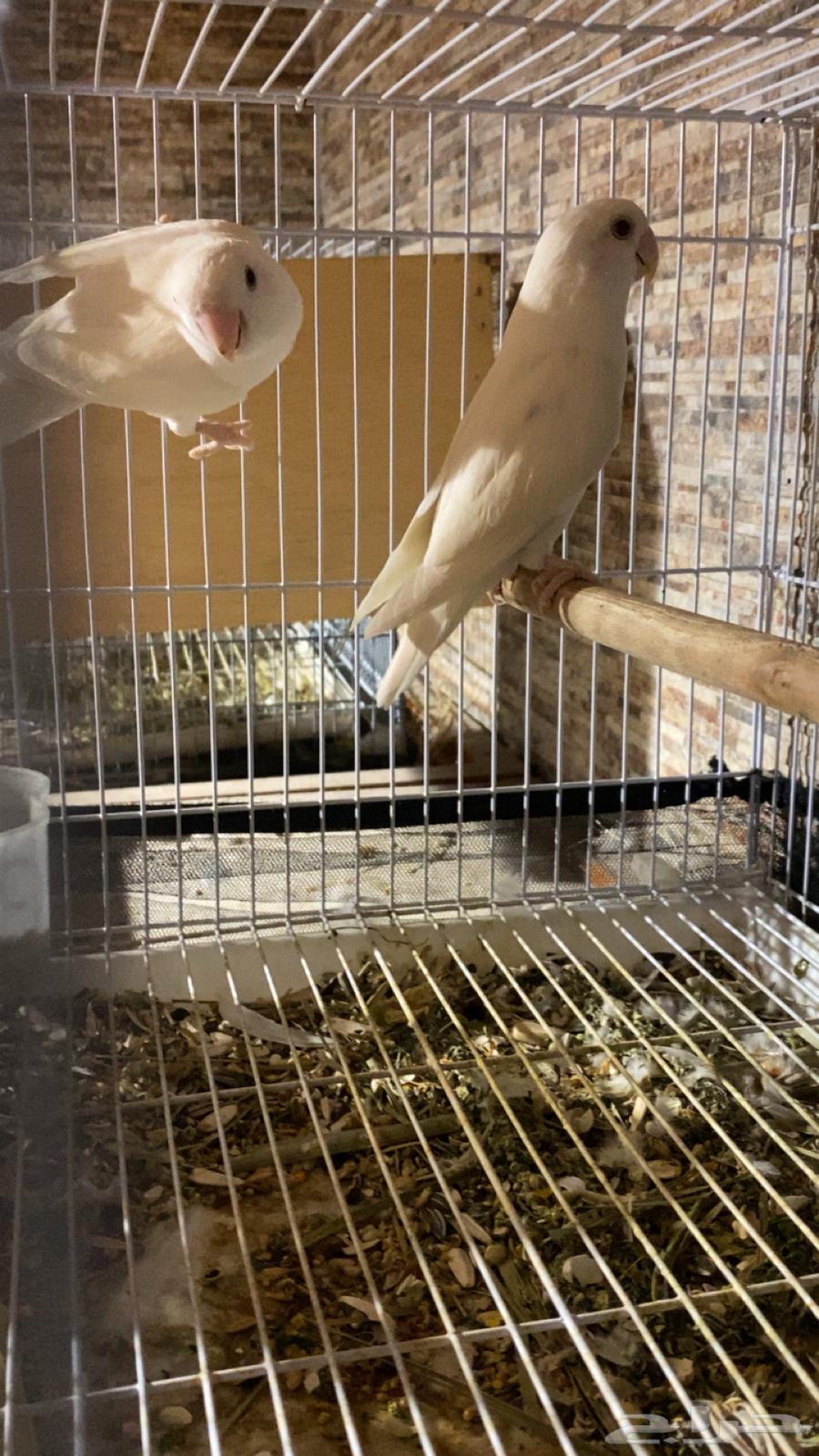 Albino Rose Comb64322988870274111