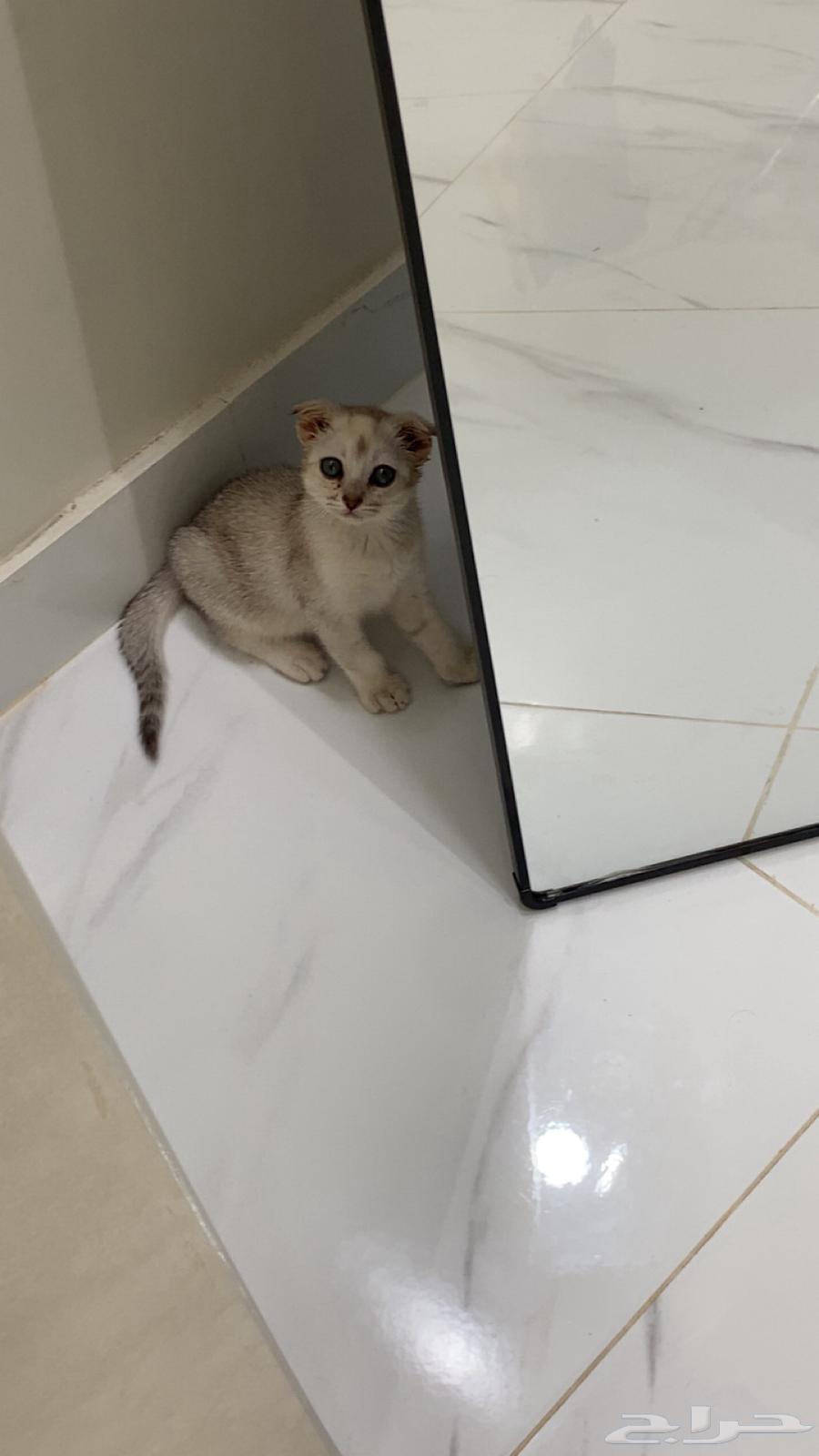 بيع قطوه كيتن سكوتش فولد وبنقال64316338683267113