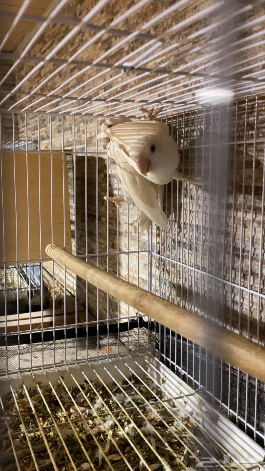 Albino Rose Comb64322988870274113