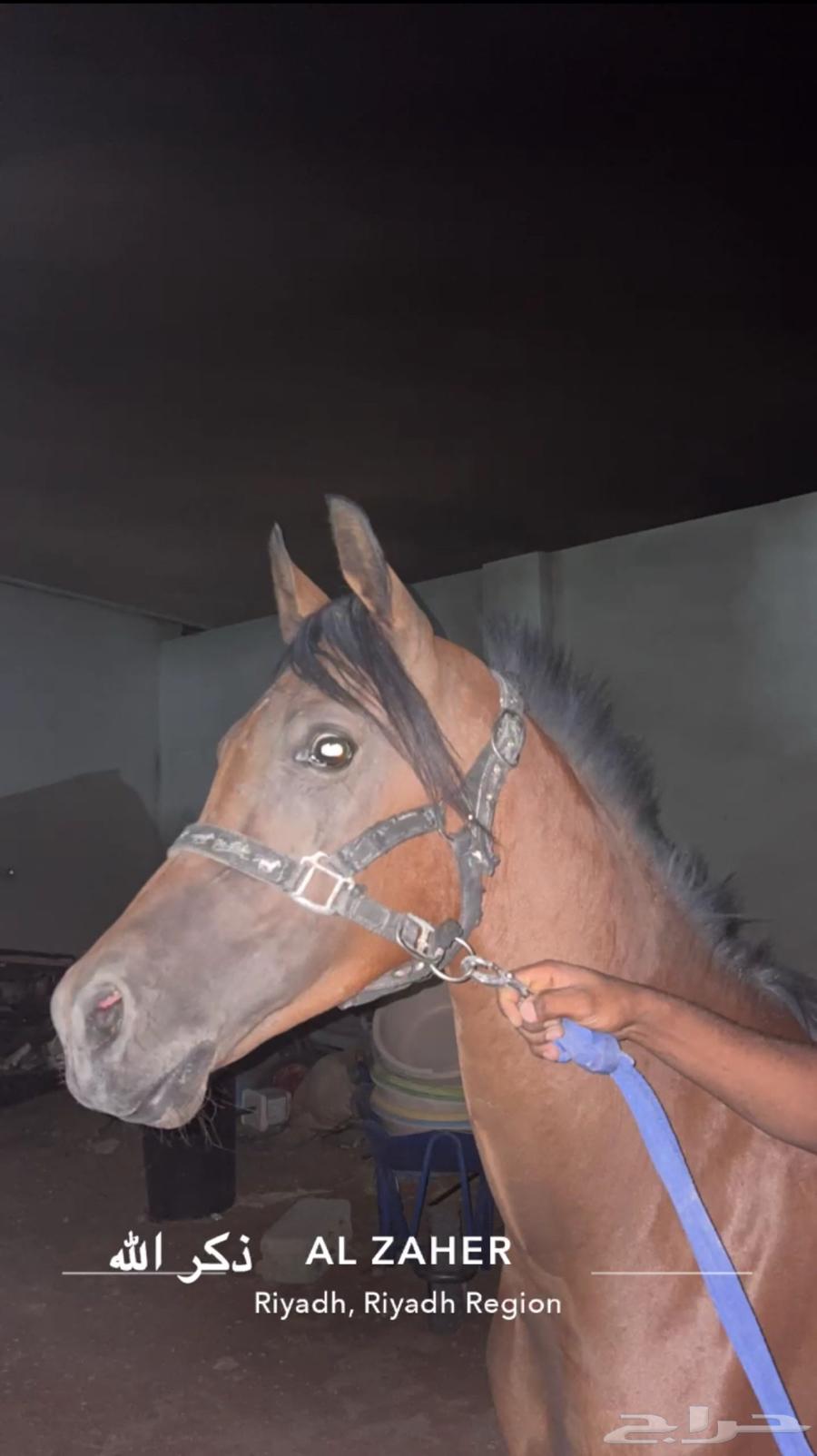 حصان مهر وهو64314125564930110