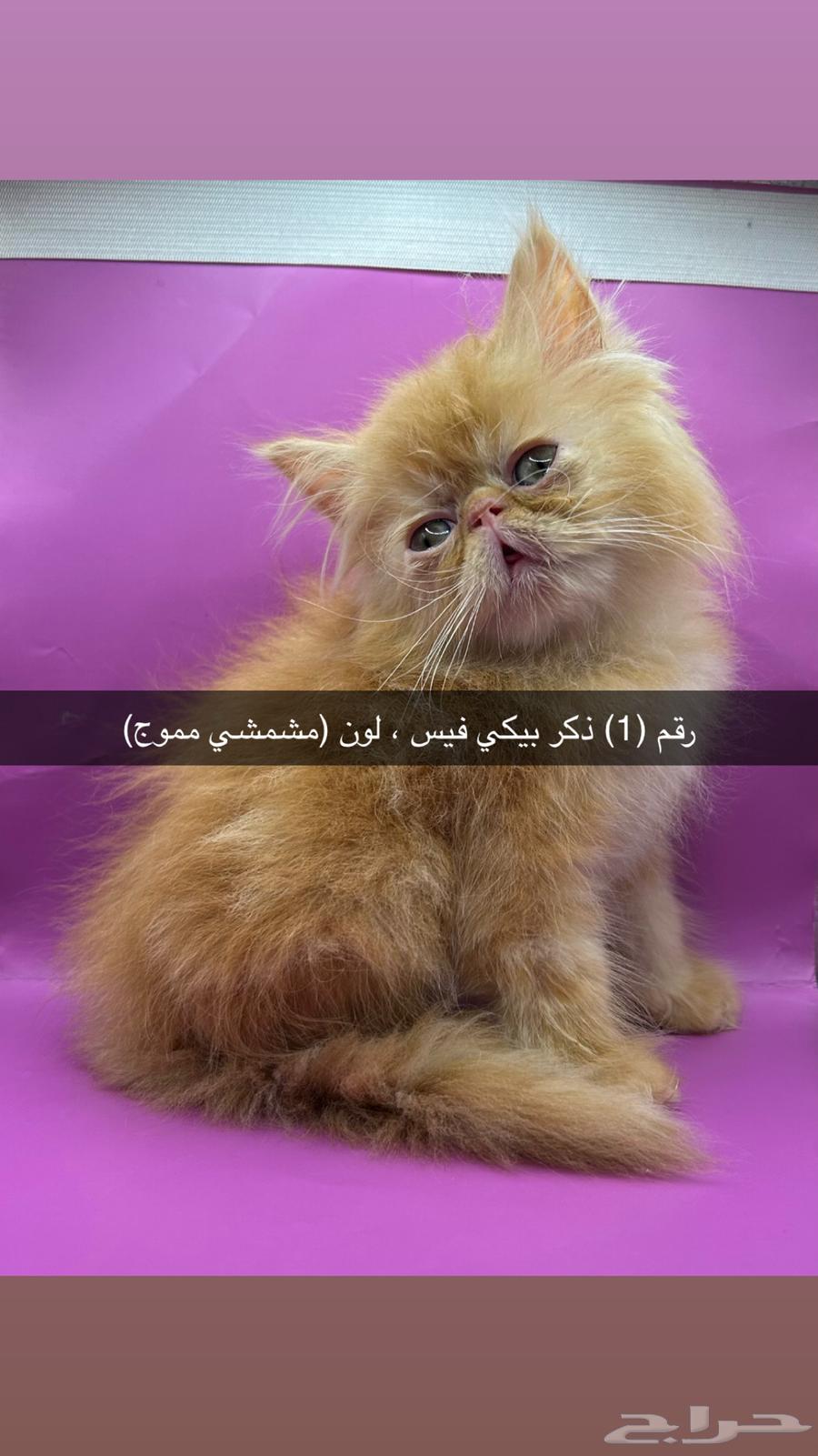 كيتن ( بيكي فيس هاف بكي شيرازي)64318604790657110