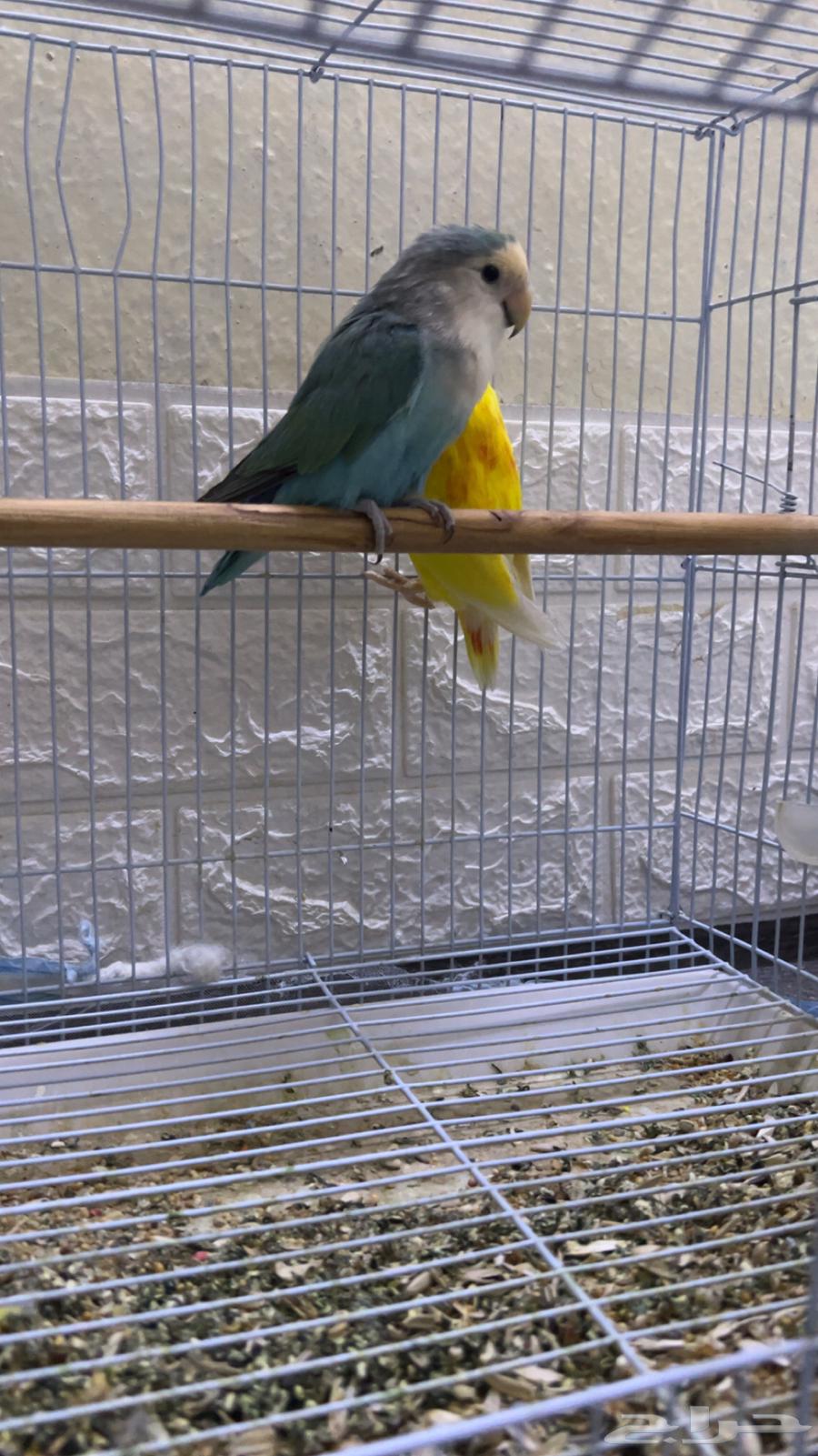 جوز روز64314385182593112