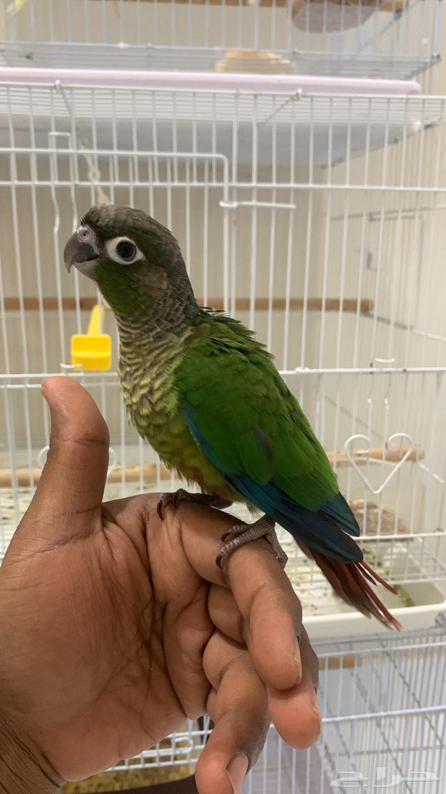 للبيع فرخ كنيور64233788916483110