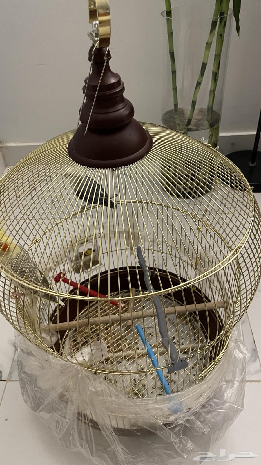 للبيع طير روز وكروان64321921141505113