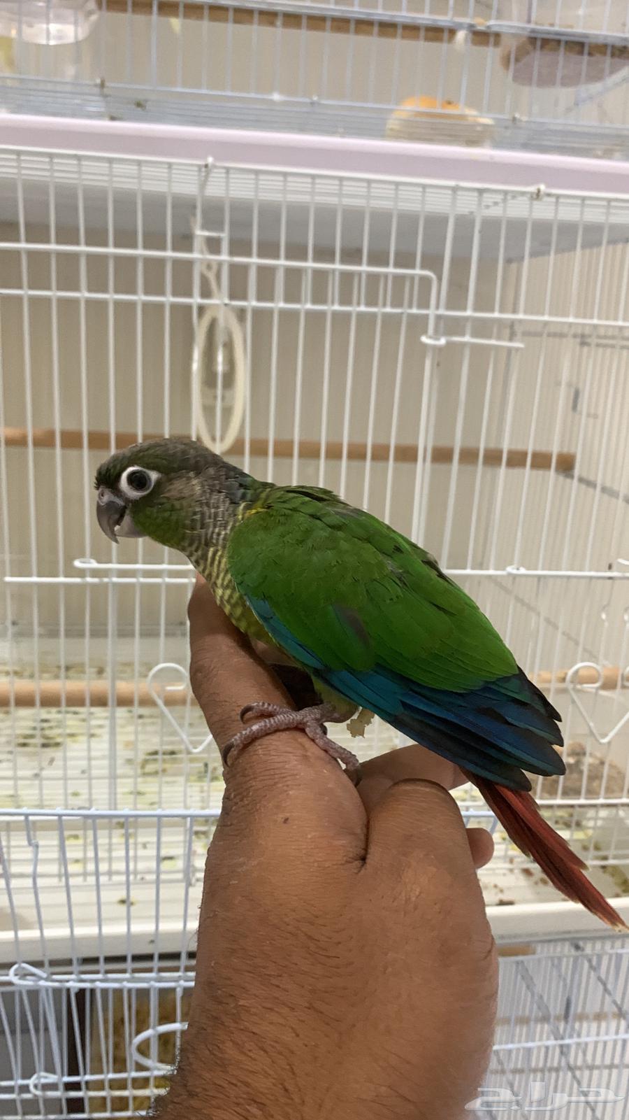 للبيع فرخ كنيور64233788916483112