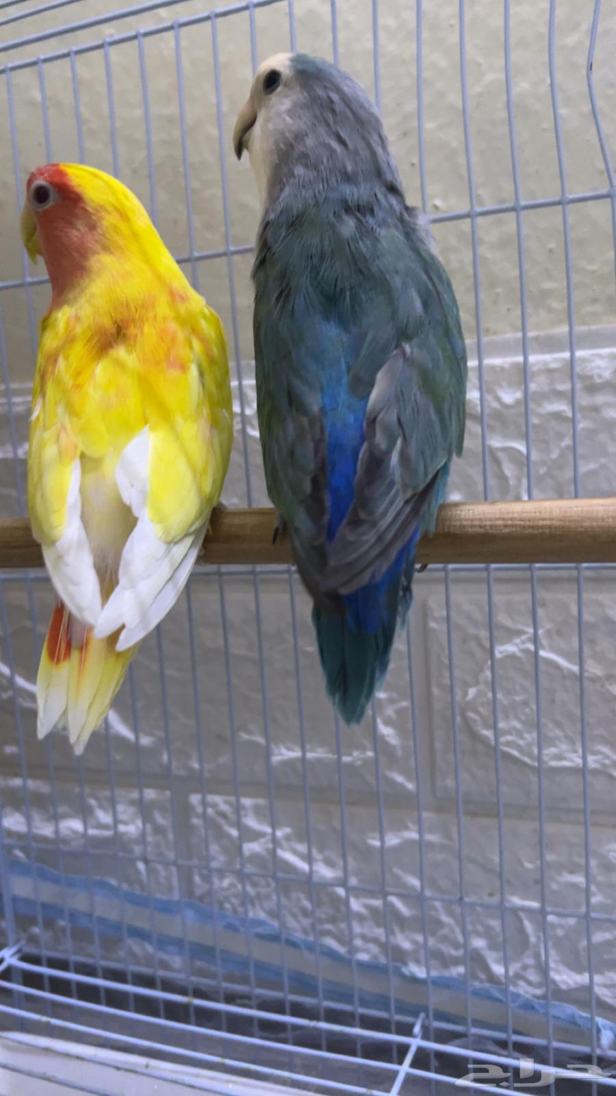 جوز روز64314385182593110