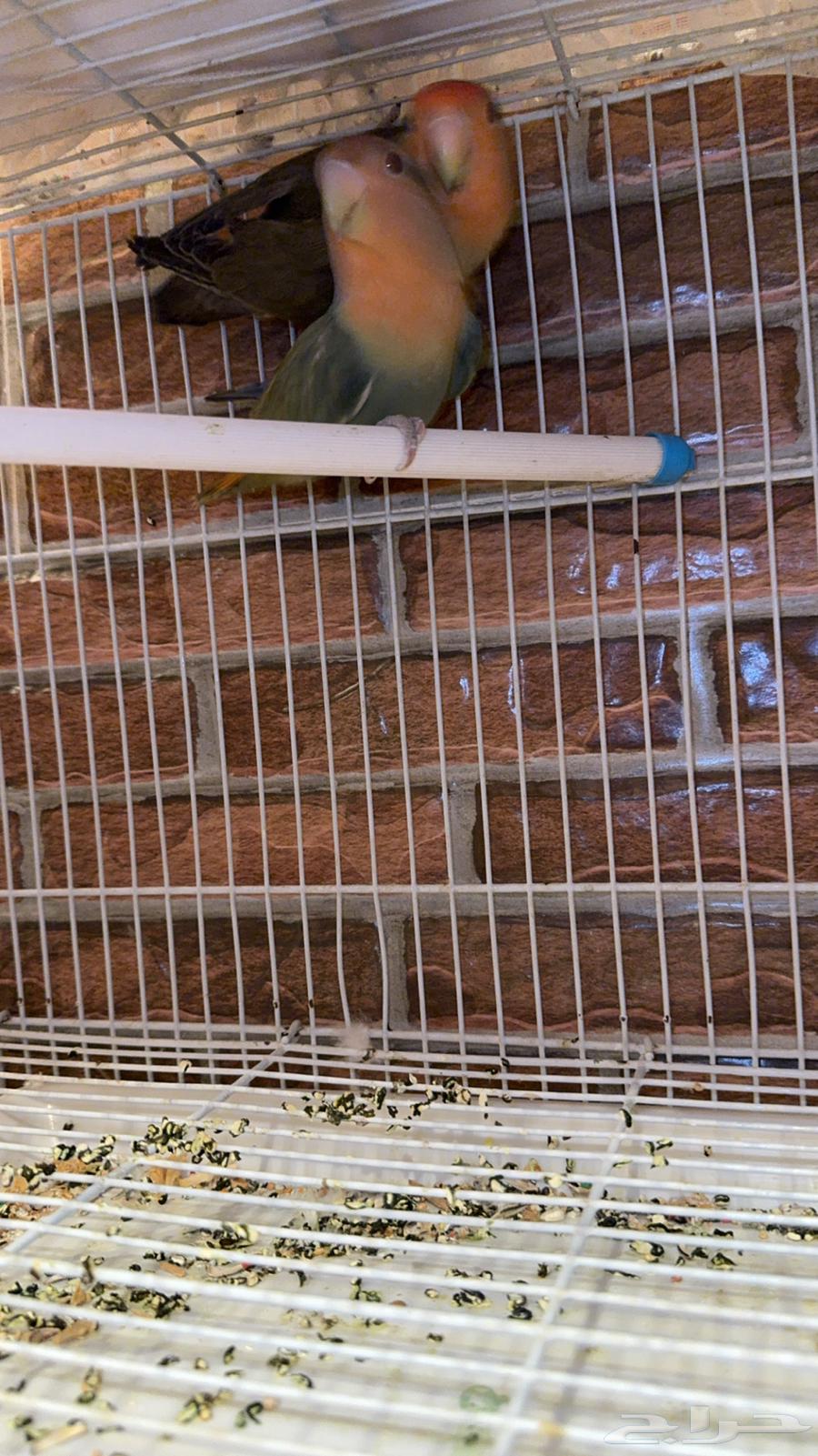 للبيع لاعلى سعرزوج زور جاهز للإنتاج وزوج بادجي جاهز للإنتاج64317842352514111