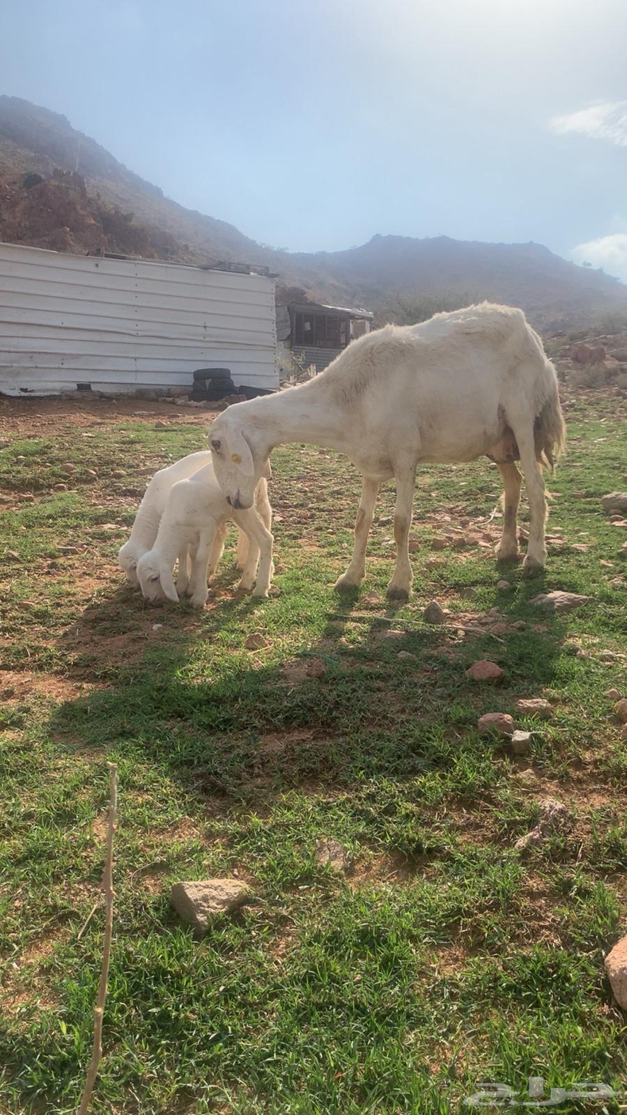 Freedom ram followed by three for sale64317122891905114