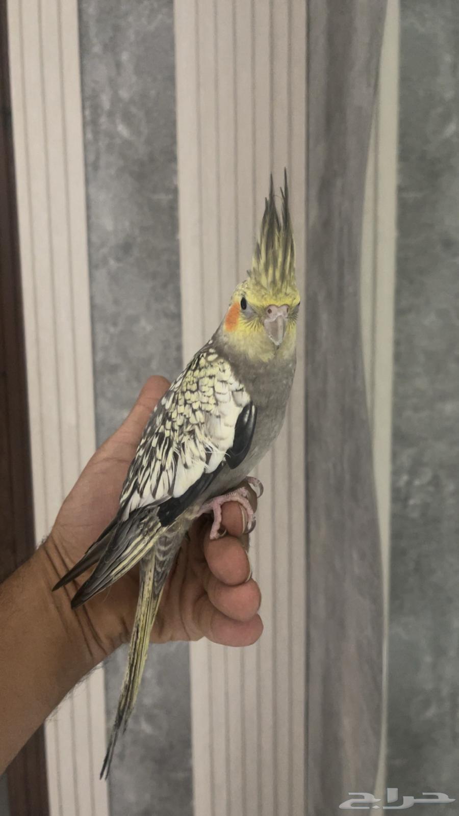 للبيع انثى إليفه جدا مع كامل ملاحقاتها64323214396803111