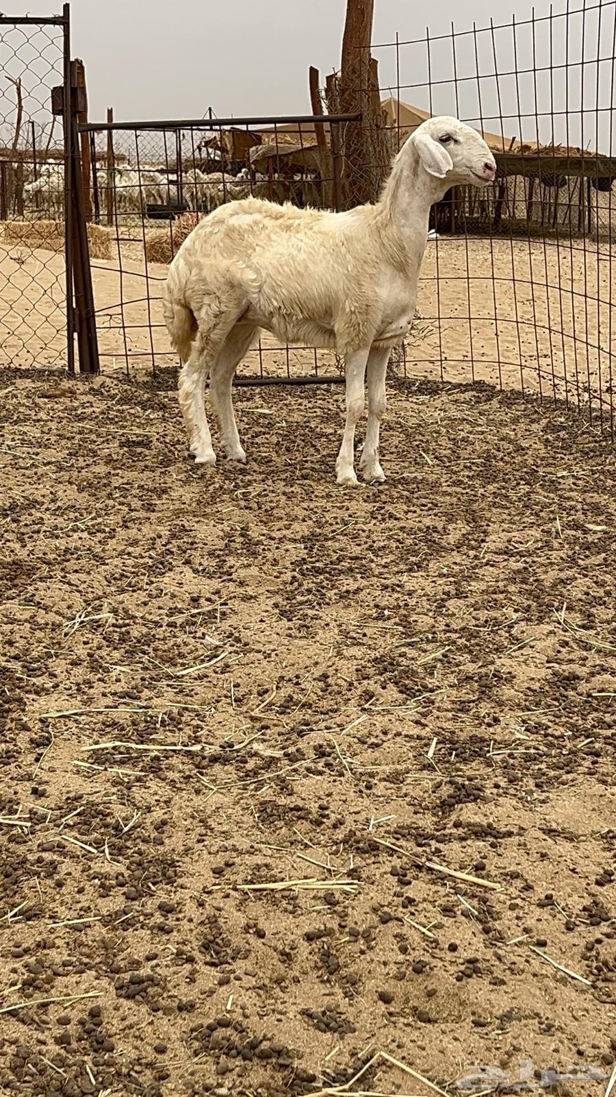 رخله حريه صنف64315460900227111