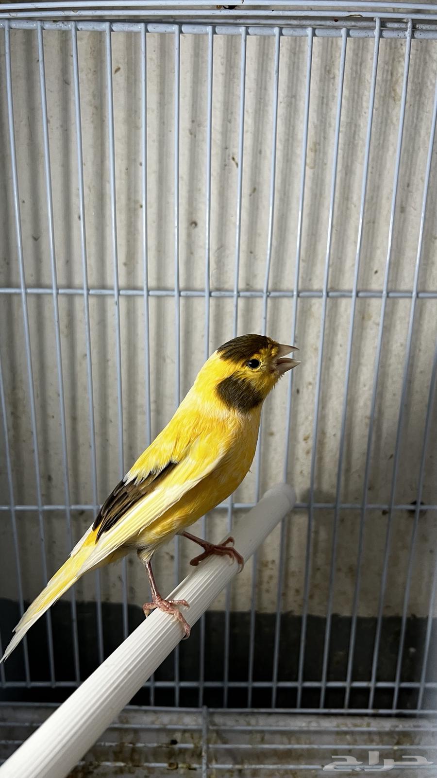 ذكر كناري سوري تغريد حريقه64323789849729111