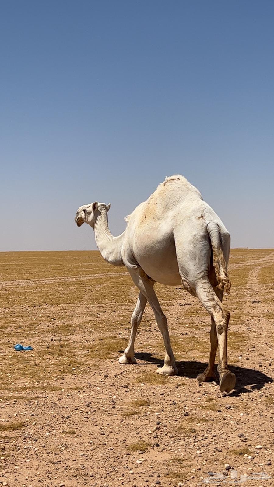 For sale, a she-camel and a female calf, separated from her daughter, the sale is on the she-camel64316737924611113