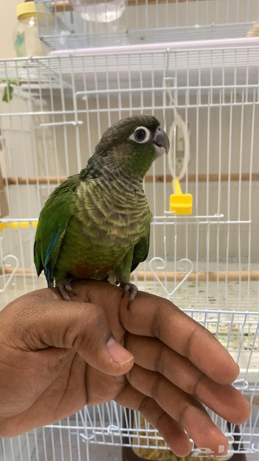 للبيع فرخ كنيور64233788916483111