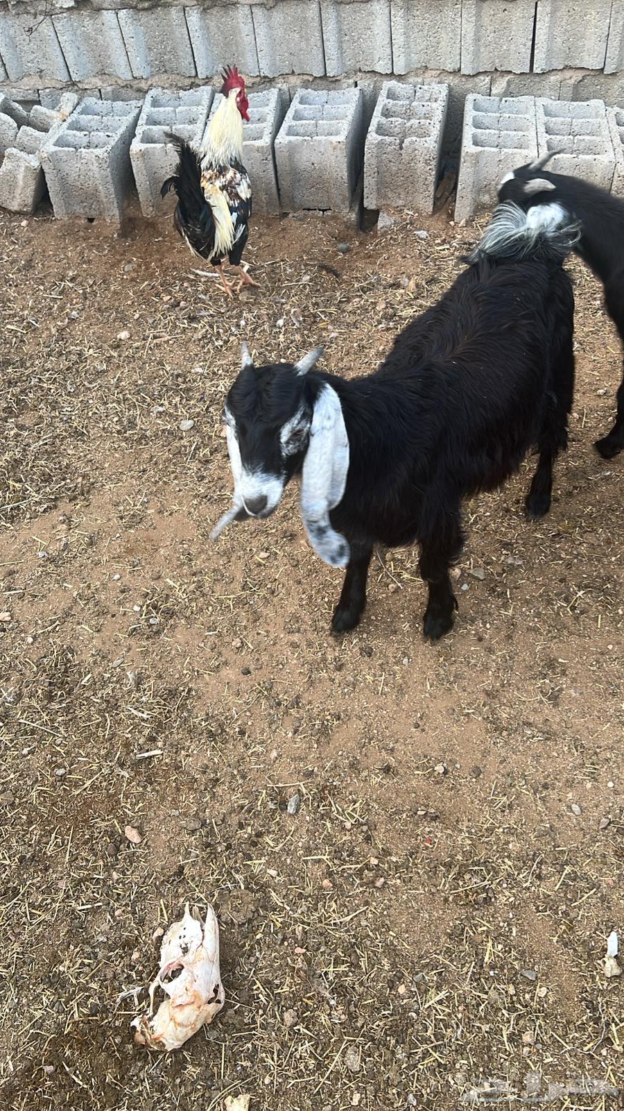 Random goat64320579373955110