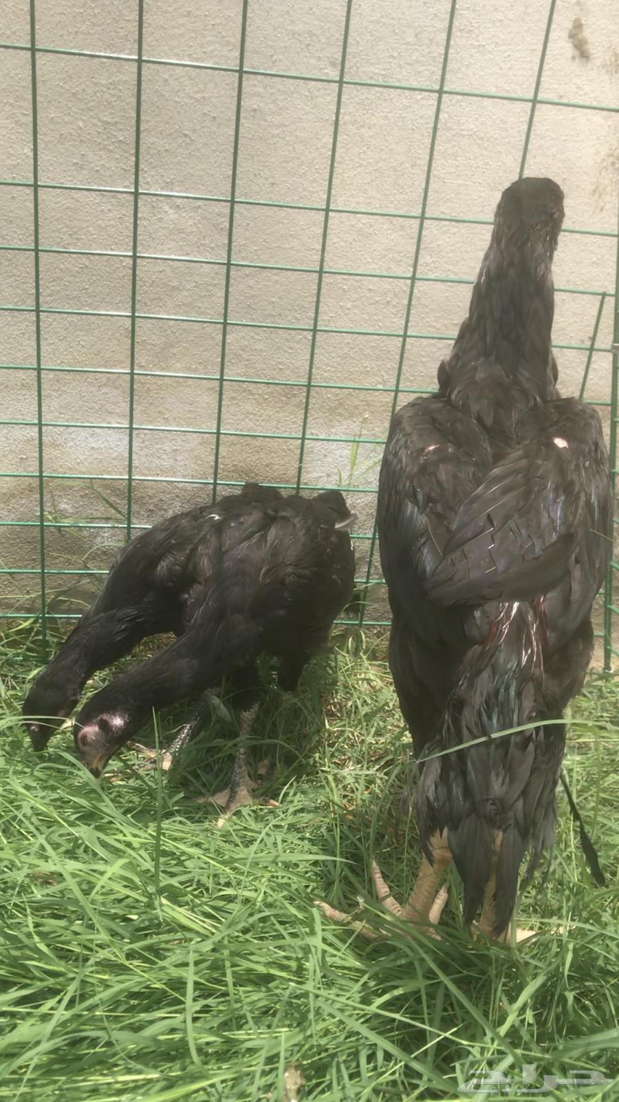 طقم شامو الماني مكون من ذكر وثنتين اناث فرصه للي يبي ياسس64323759938945111