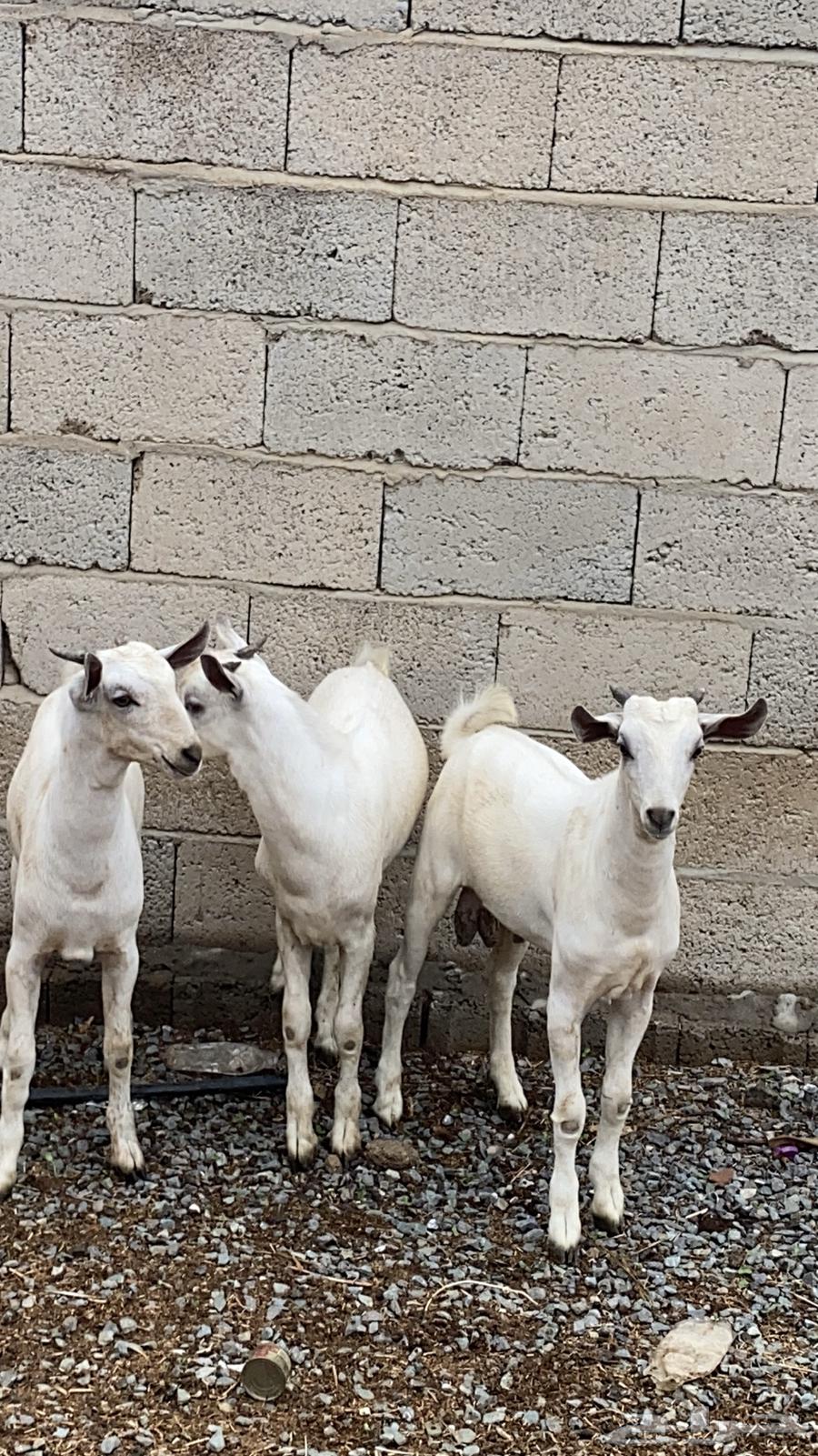 تيوس للبيع64316546195585112