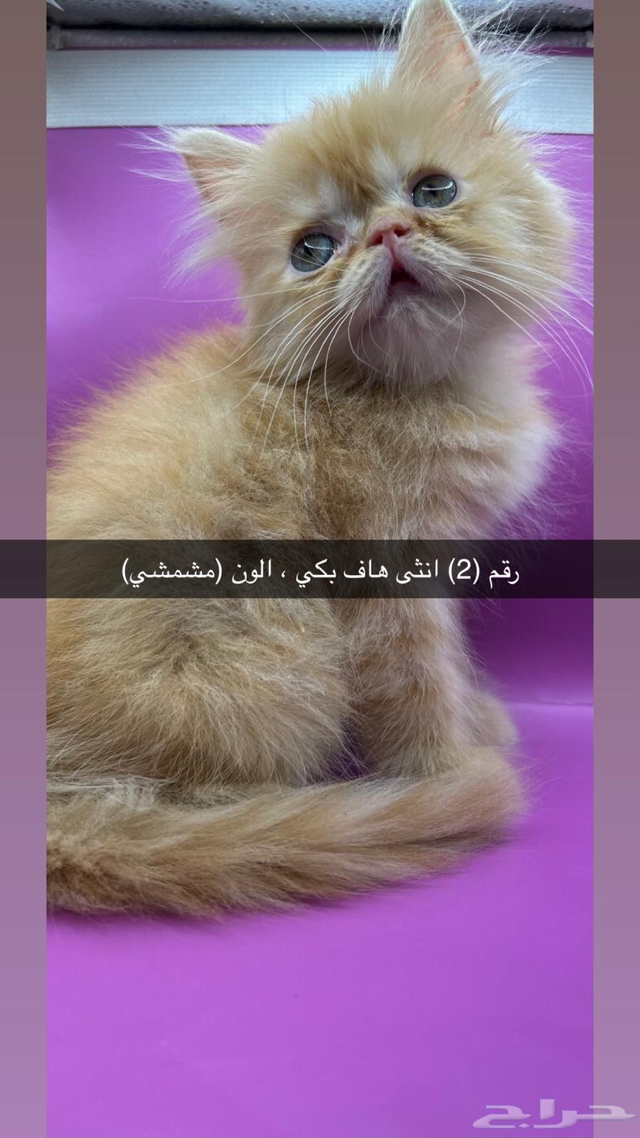 كيتن ( بيكي فيس هاف بكي شيرازي)64318604790657113