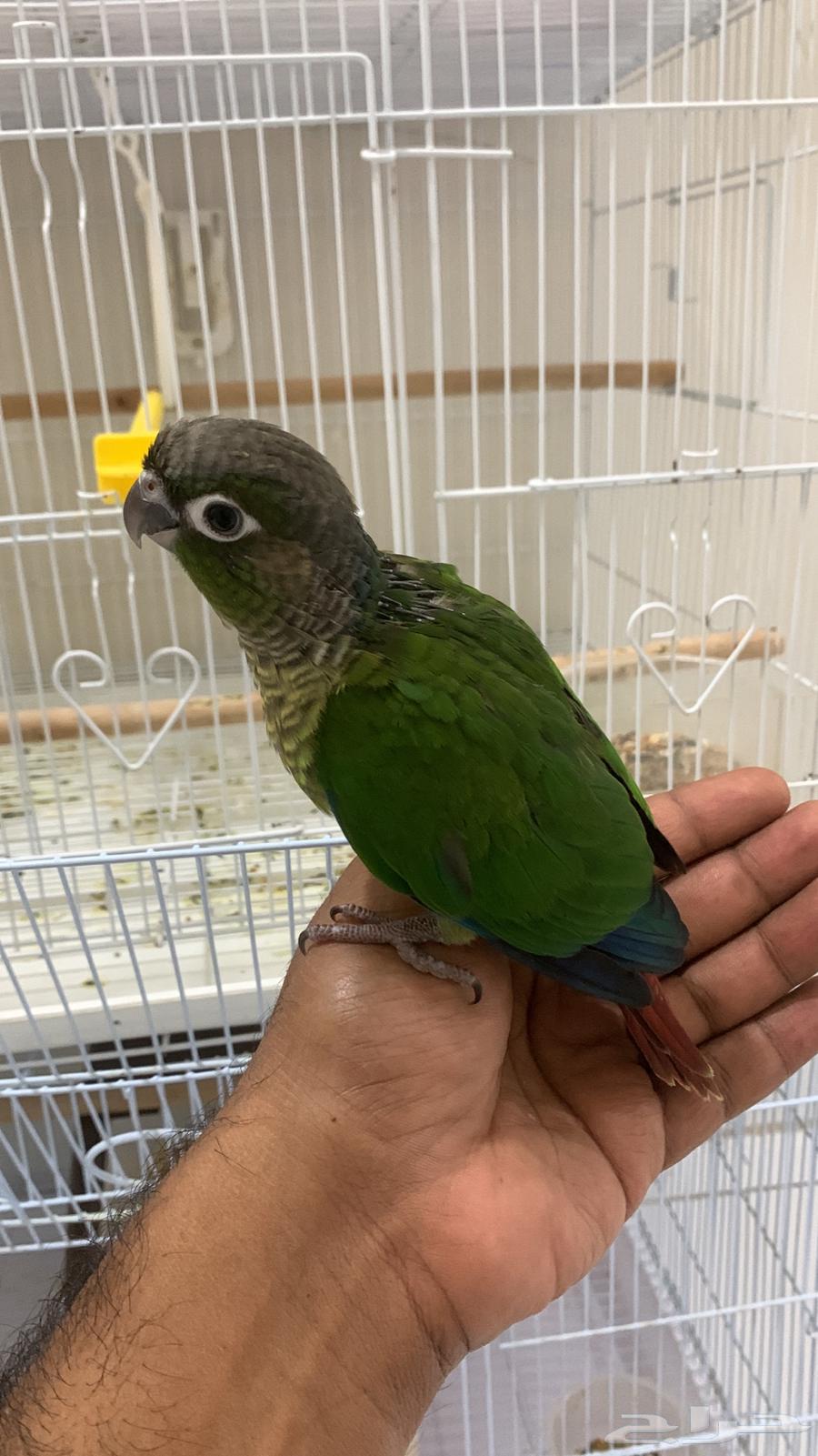 للبيع فرخ كنيور64233788916483114