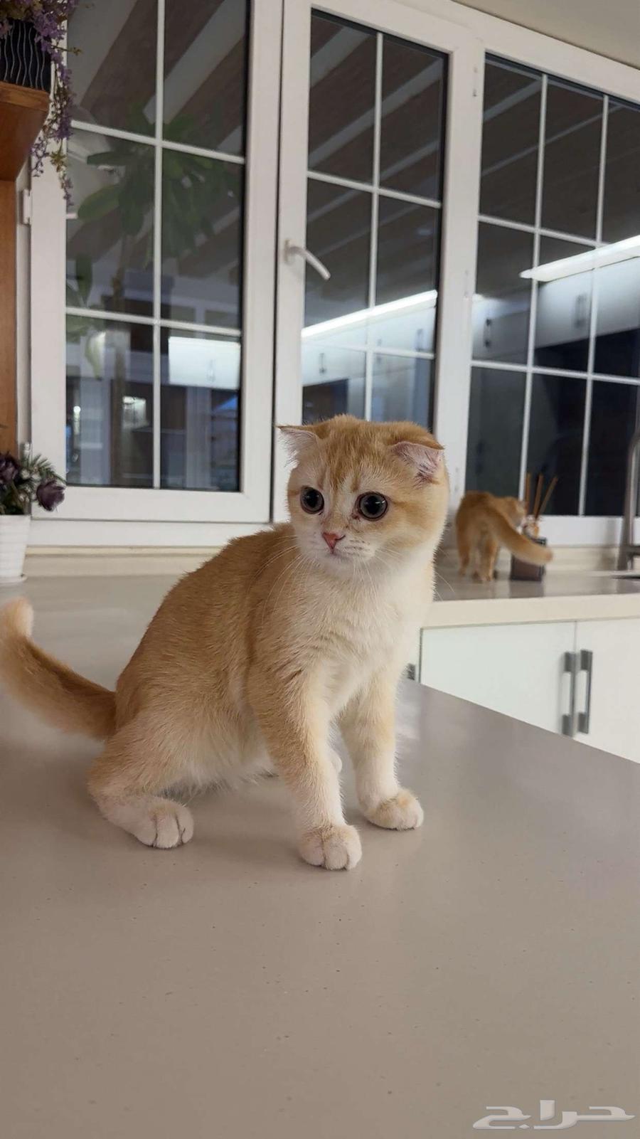 للبيع 3 بساسة نوع سكوتش64323350557826112